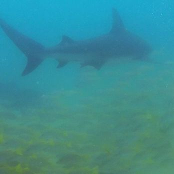 Cabo Private Guide - Scuba Diving Near Me - Cabo San Lucas, BCS Cabo Private Guide - Scuba Diving Near Me - Cabo San Lucas, BCS