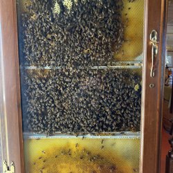 Vieux Moulin - Bee hive with Queen marked