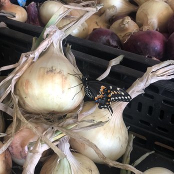 Lu's Flowers and Vegetables - a butterfly on onions - Farmers Market Near Me - Fremont, Nebraska Lu's Flowers and Vegetables - a butterfly on onions - Farmers Market Near Me - Fremont, Nebraska