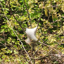 Sessions Woods Wildlife Management Area - Weird spider webs