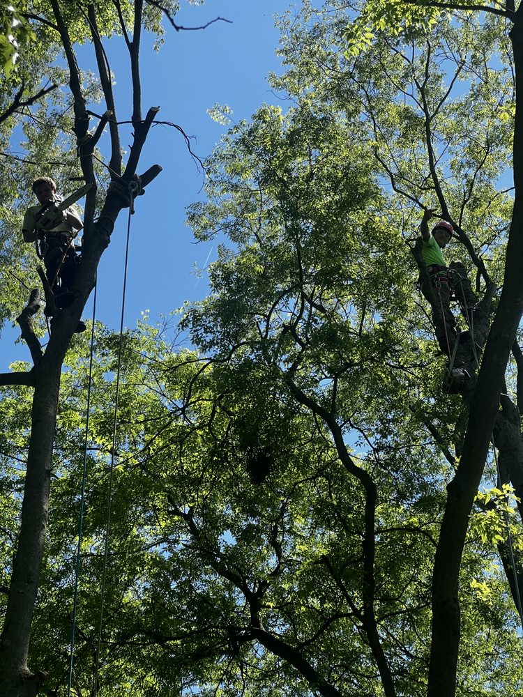 Willy’s Tree Service - tree service in Chicago, IL