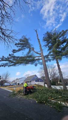 Beautiful Country Tree Service on Yelp