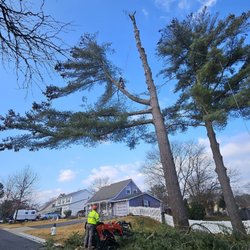 Beautiful Country Tree Service