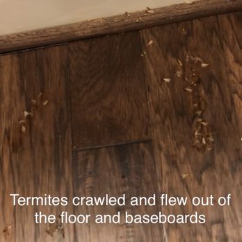 Stampede Pest Control - On the floor - Pest Control Near Me - Cypress, Texas Stampede Pest Control - On the floor - Pest Control Near Me - Cypress, Texas