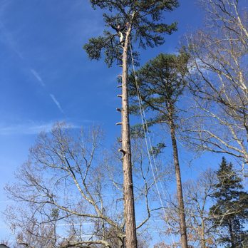 Integrity Tree Service - Tree Services Near Me