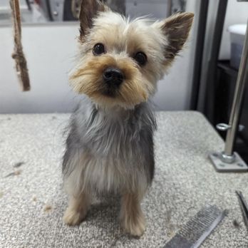 Furry Land - Katie - Pet Groomers Near Me Furry Land - Katie - Pet Groomers Near Me
