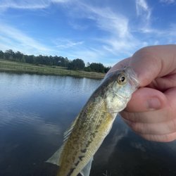 Turtle Pointe Golf Club - Small fish