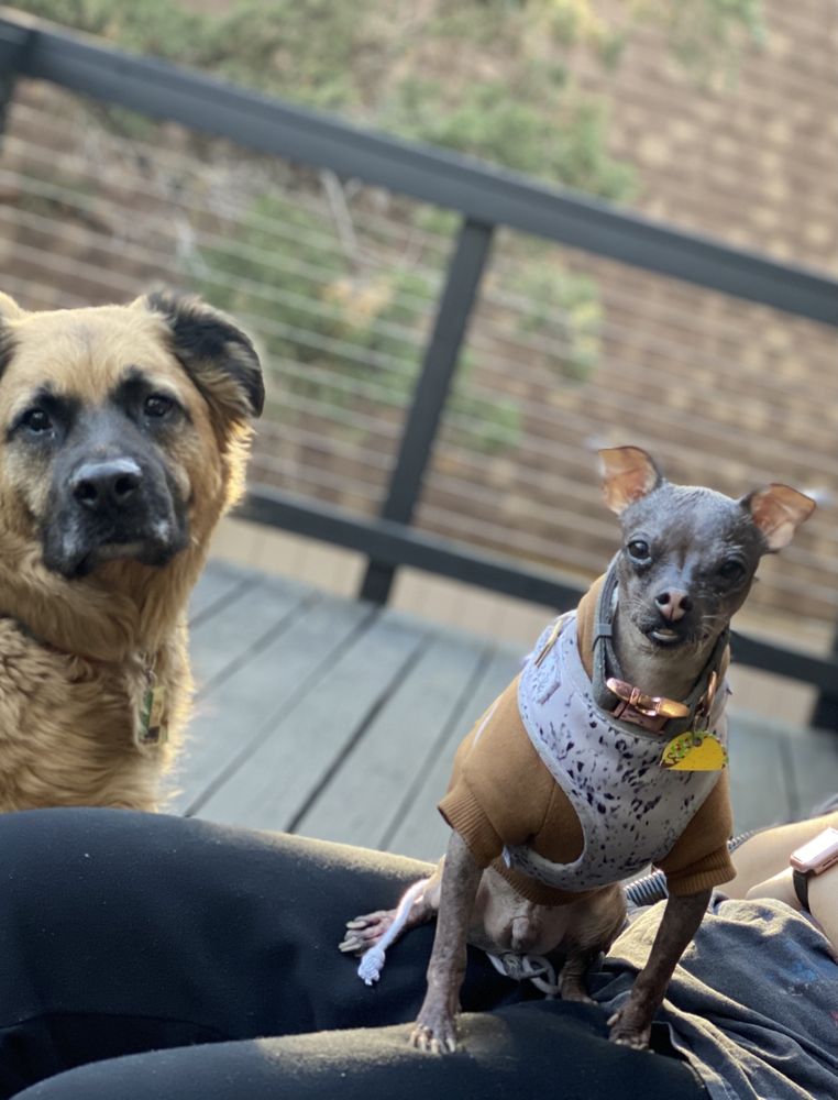 AFFORDABLE ANIMAL HOSPITAL EAGLE ROCK 485 Photos & 608 Reviews 4000