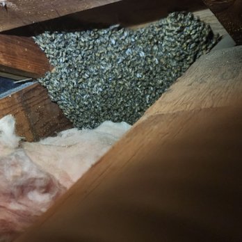 QueenB Live Bee Removal - The swarm of bees around the honeycomb - Pest Control Near Me - San Diego, California