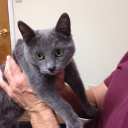 Blue Ridge Humane Society - Welcome Tubbi. Such a beauty!