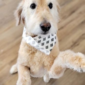 WAG Studio - Full groom - Pet Groomers Near Me - Washington Township, Ohio