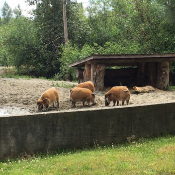Greater Vancouver Zoo - Zoos Near Me - Aldergrove, British Columbia Greater Vancouver Zoo - Zoos Near Me - Aldergrove, British Columbia