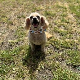 Ethel after her fresh cut! Ethel after her fresh cut!