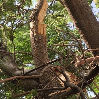 Paez Tree Service - Broken tree branch - Tree Services Near Me - Anaheim, California Paez Tree Service - Broken tree branch - Tree Services Near Me - Anaheim, California