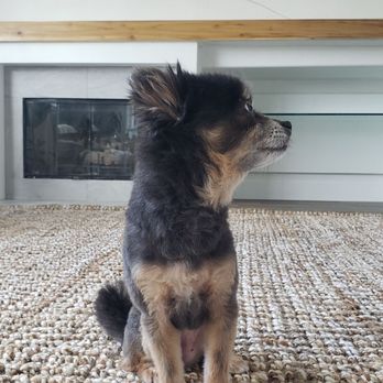 Cali Pets - Pet Groomers Near Me - San Marcos, California Cali Pets - Pet Groomers Near Me - San Marcos, California