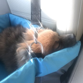 Paw Lofts - Tired from a long day at daycare. - Pet Groomers Near Me - Dallas, Texas Paw Lofts - Tired from a long day at daycare. - Pet Groomers Near Me - Dallas, Texas