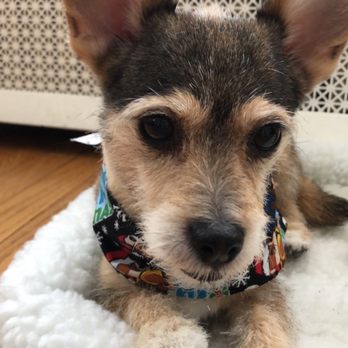 The Puppy Shop - My old lady got the FULL service - Pet Groomers Near Me - Berwyn, Illinois