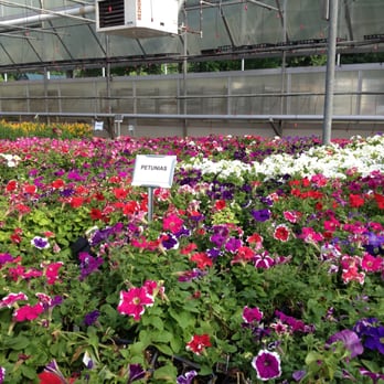 Great Swamp Greenhouses - In the greenhouse - Nurseries & Gardening Near Me - Gillette, New Jersey Great Swamp Greenhouses - In the greenhouse - Nurseries & Gardening Near Me - Gillette, New Jersey