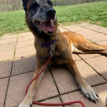 Marjon Kennel - Pet Sitting Near Me - Batavia, Ohio Marjon Kennel - Pet Sitting Near Me - Batavia, Ohio