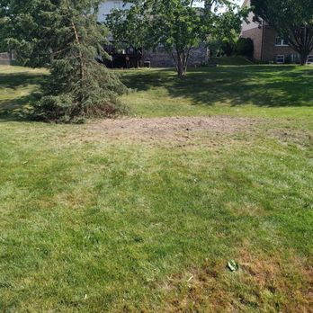 Joshua Tree Care & Landscape Services - Tree removal - Tree Services Near Me Joshua Tree Care & Landscape Services - Tree removal - Tree Services Near Me