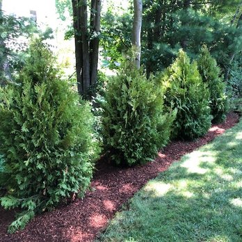Kevin Labadini - Arborvitae Screening. - Landscaping Near Me - Shrewsbury, Massachusetts Kevin Labadini - Arborvitae Screening. - Landscaping Near Me - Shrewsbury, Massachusetts