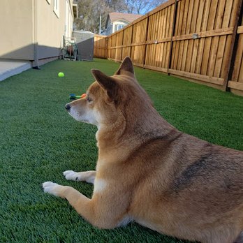 Artificial Turf By Fenix - Artificial Turf Near Me - Rocklin, California Artificial Turf By Fenix - Artificial Turf Near Me - Rocklin, California