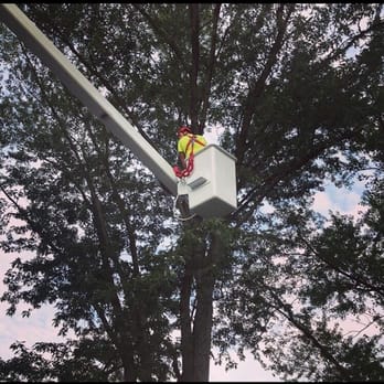 Wayne's Tree Service - Tree Services Near Me - Somerville, New Jersey