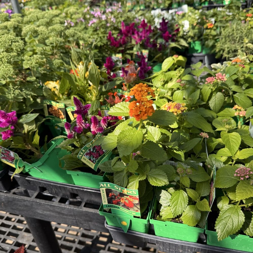 Cornelius Nursery - Flowers - Nurseries & Gardening Near Me - Houston, Texas Cornelius Nursery - Flowers - Nurseries & Gardening Near Me - Houston, Texas