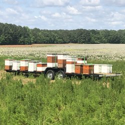 Sapony Creek Apiaries - Sittin' on the sage!