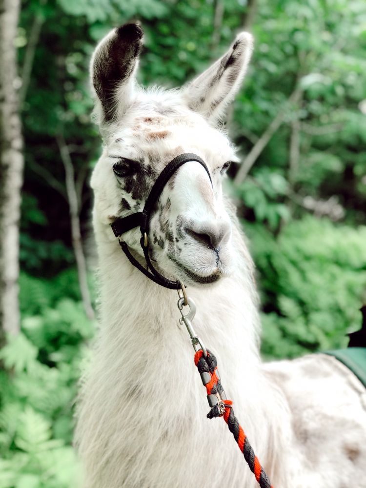 CLUB WYNDHAM SMUGGLERS’ NOTCH VERMONT Updated July 2024 389 Photos