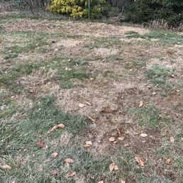 this is pretty much what my yard looks like. It was grass before Ed treated it this is pretty much what my yard looks like. It was grass before Ed treated it