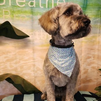 Foxx and Hounds - Pet Groomers Near Me - Anacortes, Washington Foxx and Hounds - Pet Groomers Near Me - Anacortes, Washington
