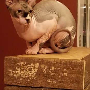 Hollywood Sphynx - Pet Services Near Me Hollywood Sphynx - Pet Services Near Me