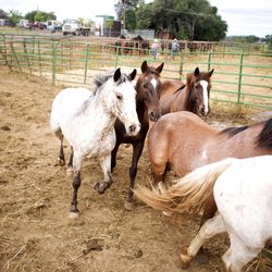 Coarsegold Rodeo