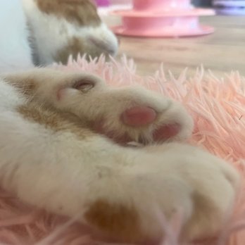 Cat Cafe Maui - Pet Adoption Near Me - Kahului, Hawaii Cat Cafe Maui - Pet Adoption Near Me - Kahului, Hawaii