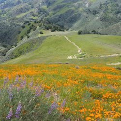 Grass Mountain & Lover's Loop - A glance back down the trail. Amazing how much brighter the poppies and lupines look when you get to them up here.