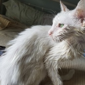 VCA Advanced Animal Hospital - Orion had terrible IBD that AVC helped get under control with proper diet/meds! - Veterinarians Near Me - Hannibal, Missouri VCA Advanced Animal Hospital - Orion had terrible IBD that AVC helped get under control with proper diet/meds! - Veterinarians Near Me - Hannibal, Missouri