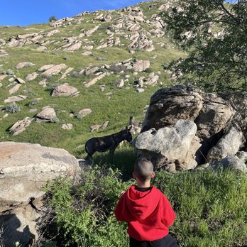 Box Springs Two Trees Trail - Hiking Near Me - Riverside, California