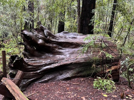 Armstrong Redwoods State Natural Reserve by null
