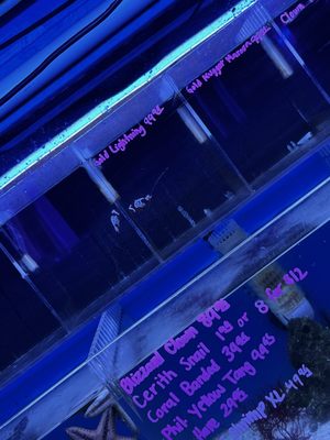 LAX Aquarium by null