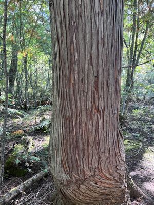 Avalanche Lake by null