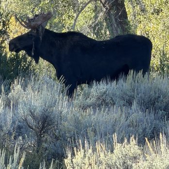 BrushBuck Wildlife Tours - Bull moose at 40 yards. Shedding his velvet. - Tours Near Me - Jackson, Wyoming BrushBuck Wildlife Tours - Bull moose at 40 yards. Shedding his velvet. - Tours Near Me - Jackson, Wyoming