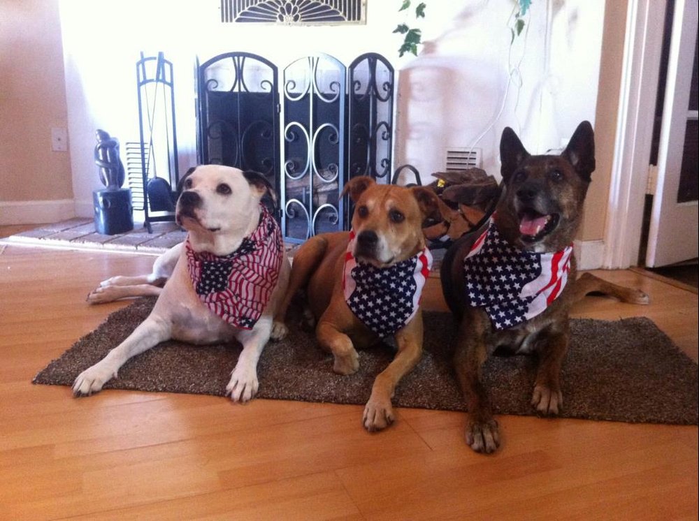 ACADEMY KENNELS Updated September 2024 111 Photos & 28 Reviews 2691 N Airport Rd, Fort