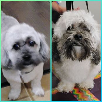 Lily's Mobile Grooming - Pet Groomers Near Me - Aurora, Colorado Lily's Mobile Grooming - Pet Groomers Near Me - Aurora, Colorado
