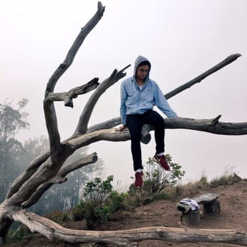 Mount Davidson Park - Fallen tree - Parks Near Me - San Francisco, California