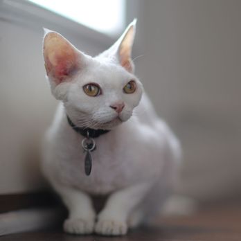 Cuddle Clones - Pet Stores Near Me - Akron, Ohio