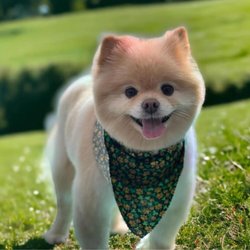 Paradise Kennels