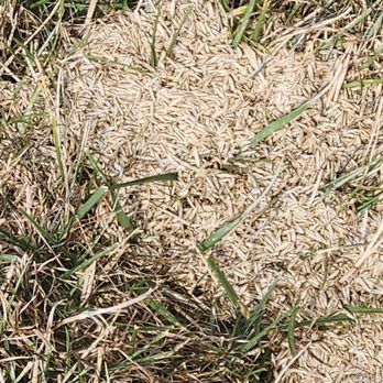 Weed Man - Seeding!! - Landscaping Near Me - Scarborough, Ontario Weed Man - Seeding!! - Landscaping Near Me - Scarborough, Ontario