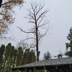 Trees Plus - Ready to remove dead top