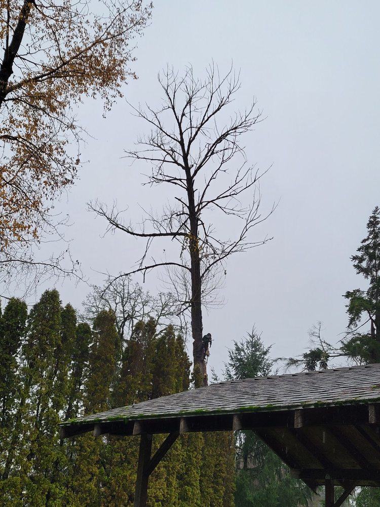 Trees Plus - tree service in Salem, OR